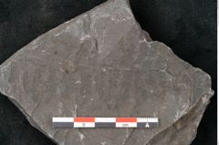 Foto (Detailansicht) von Senftenbergia crenata Lindl. et H. (NHMW-GEO-2024-0188-10939)